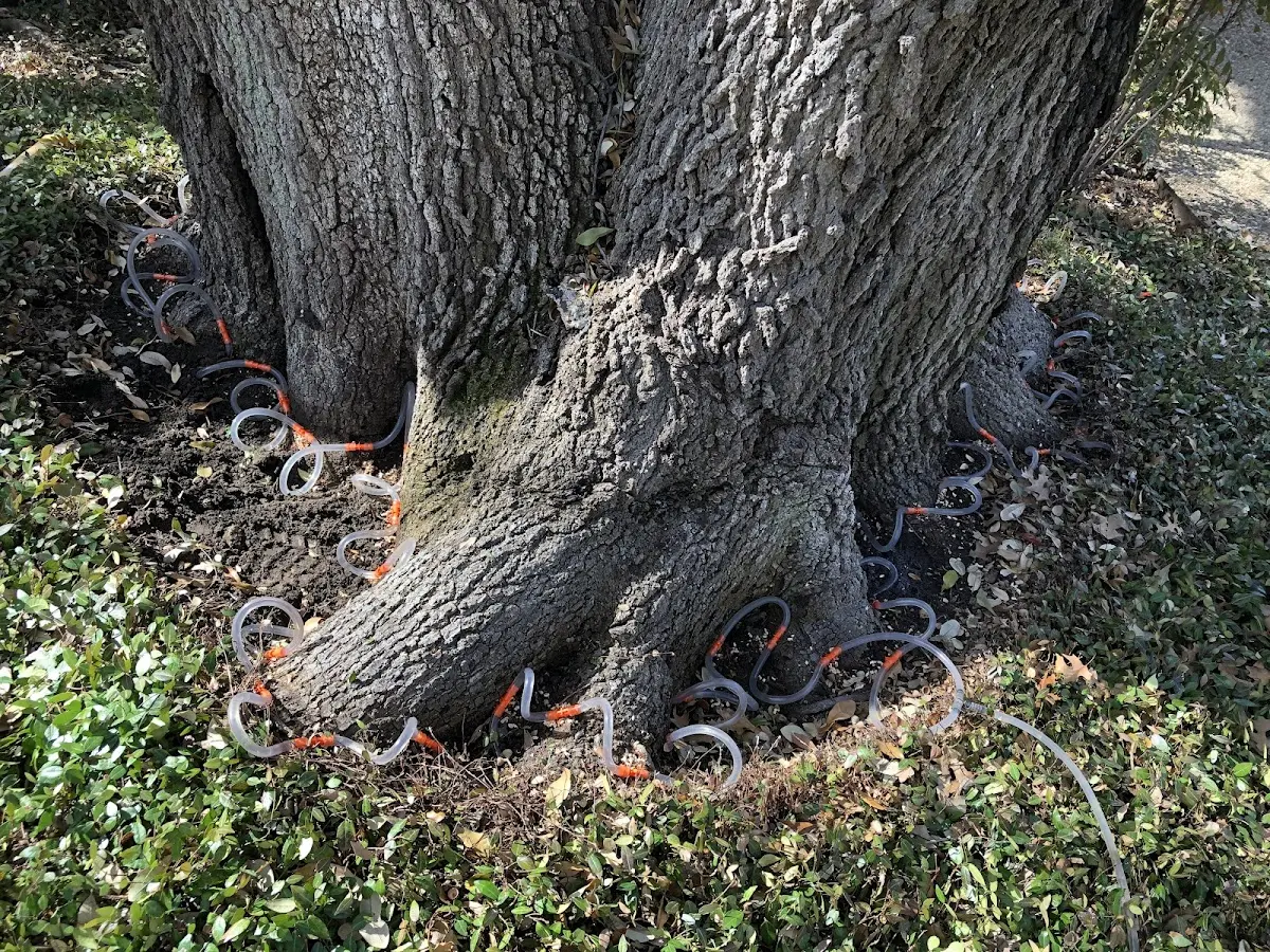 Detailed Tree Cabling and Bracing job site in Rock