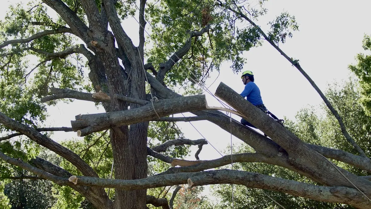 Professional Hazardous Tree Removal performed by certified arborists in Rock